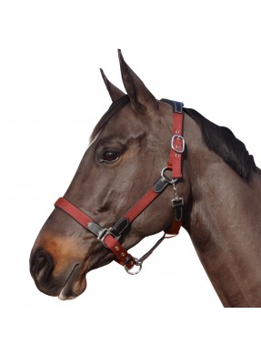 Licol nylon et cuir FLAGS & CUP