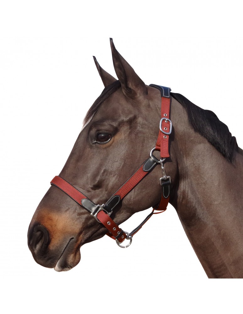 Licol nylon et cuir FLAGS & CUP