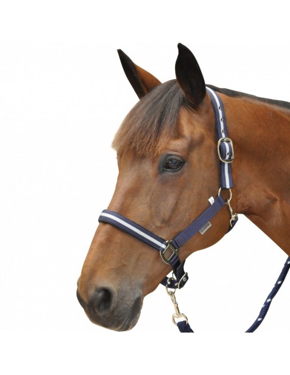 Licol + longe CANTER "Lurex"