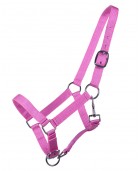 Licol yearling QHP Rose