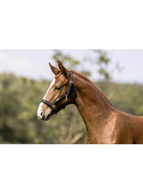 Licol ESKADRON "Foal/poulain"