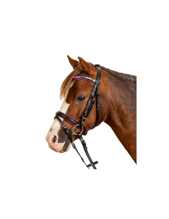 Bridon WALDHAUSEN "Star Pinky"