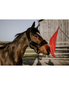 Drapeau de désensibilisation HIPPOTONIC - Télescopique