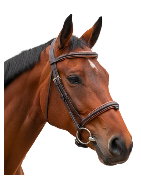 Bridon Bombé 1/2 Rond CANTER VAGABOND