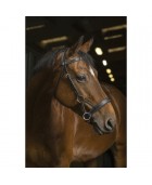 Side Pull NORTON PRO "Tresse"