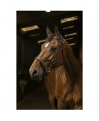 Side Pull NORTON PRO "Tresse"